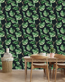 Ficus Wallpaper