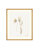 Wild Flowers II