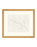 Lemon Branch Drawing