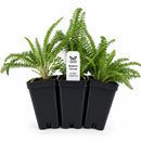 Front Yard Friendly Live Plant Landscape Kit | Prairie Legacy Inc.