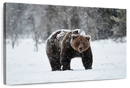 Winter Grizzly Bear Wall Art