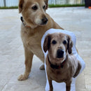 Pet Pillow Looks Like Your Pet | Custom 3D Photo Cutout Pillow