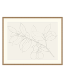 Lemon Branch Drawing