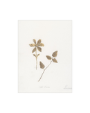 Wild Flowers I