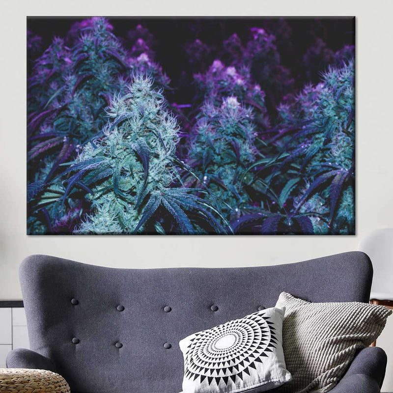 Flowering Purple Cannabis Wall Art