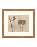 Botanical Thoughts II