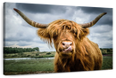 Silly Highland Cow Wall Art