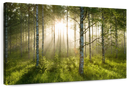 Birch Forest Sunlight Wall Art