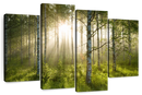Birch Forest Sunlight Wall Art